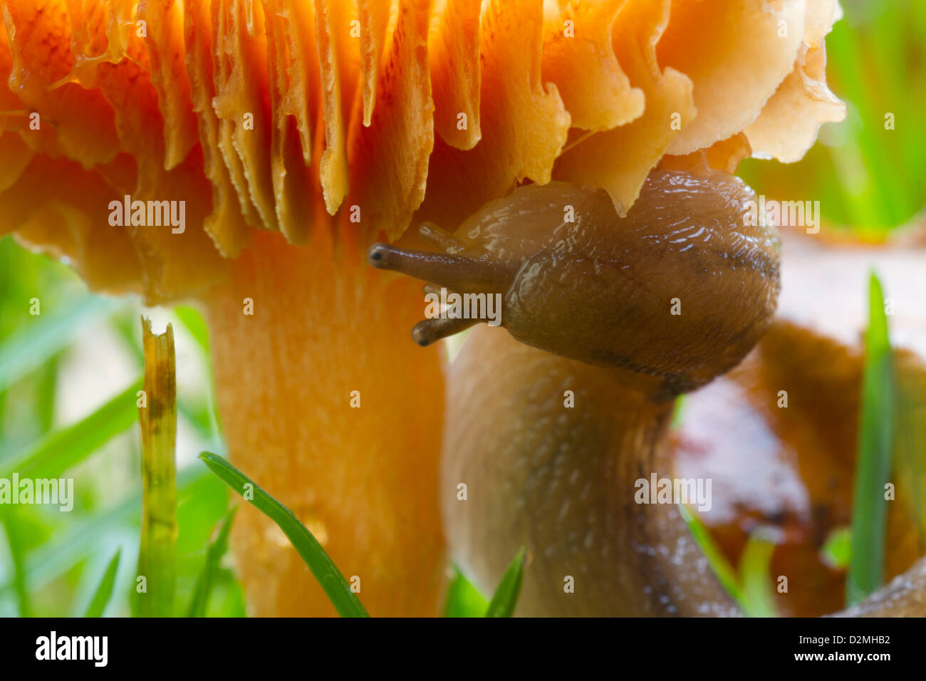 Die Bourguignat Slug, (Arion Circumscriptus), Fütterung auf Wiese Waxcap Pilze (Hygrocybe Pratensis) auf der Wiese im Garten im Herbst Stockfoto