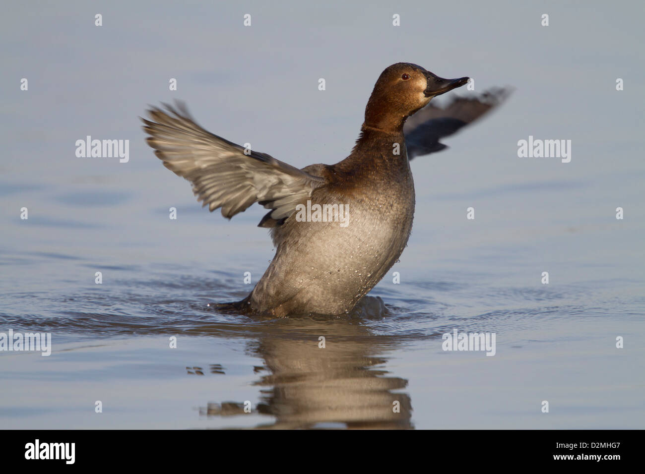 Gemeinsamen Tafelenten (Aythya 40-jähriger), erwachsenes Weibchen, mit Flügeln schlägt und aus dem Wasser heben, nach dem Baden, Slimbridge, Gloucestershire, Stockfoto