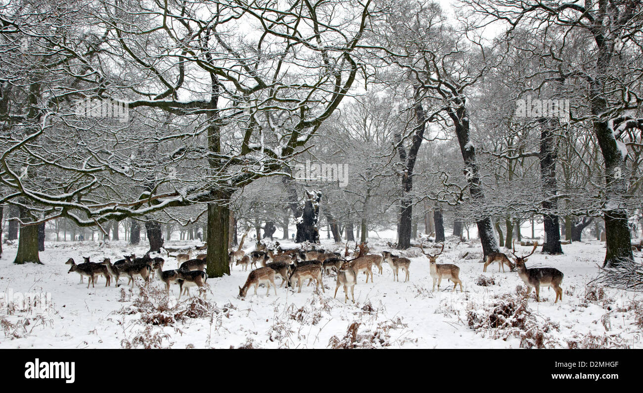 Schwarzwild In die Snow Richmond Park-London-UK Stockfoto