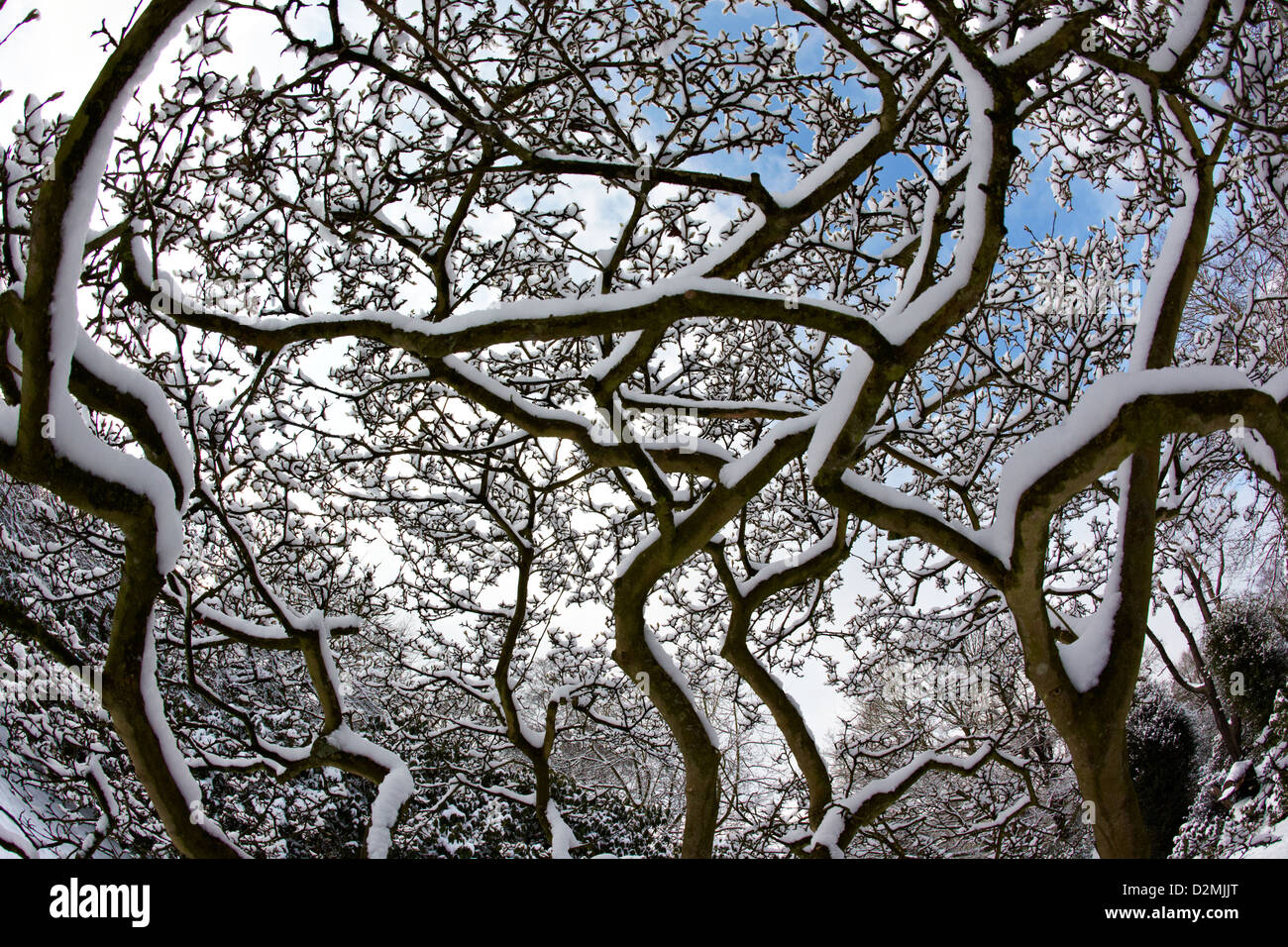 Bäume im Winter auf Hampstead Heath London UK Stockfoto