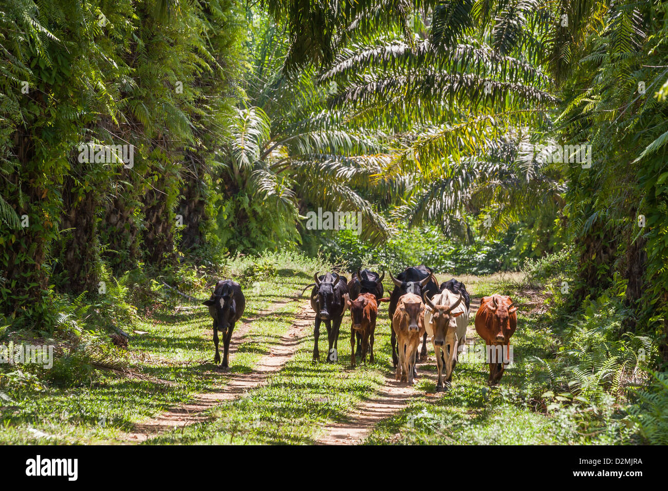 Zebus madagascar -Fotos und -Bildmaterial in hoher Auflösung – Alamy