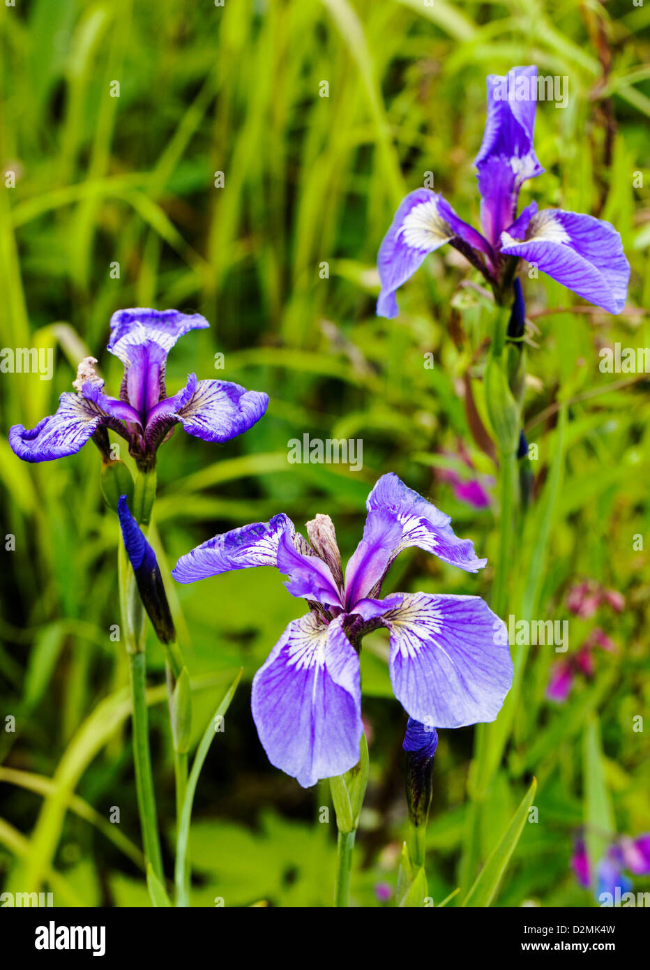 Wild Iris (Iris Setosa) wachsen entlang der Südspitze der Turnagain Arm, in der Nähe von Portage, Alaska, USA Stockfoto
