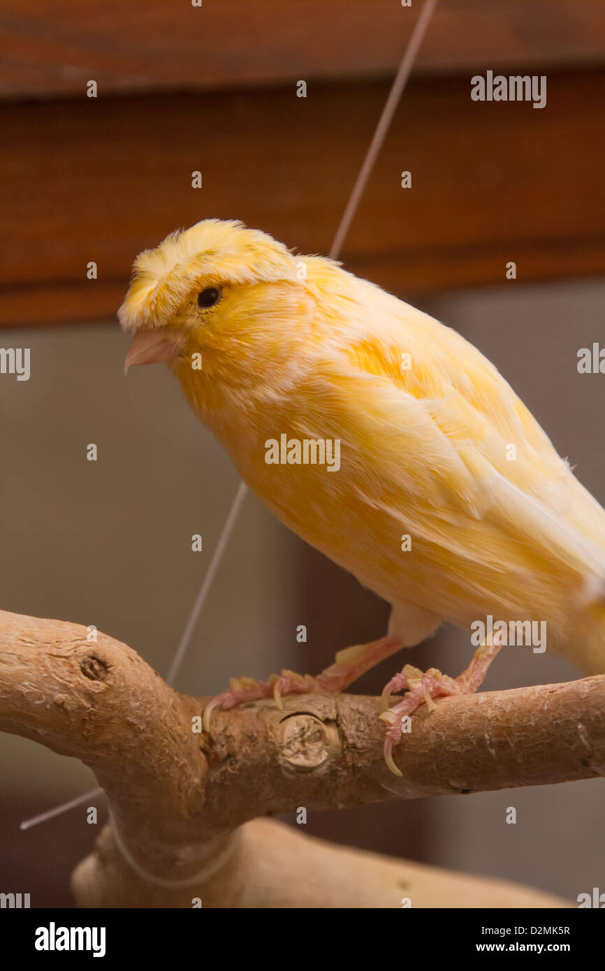 Crested kanarienvogel -Fotos und -Bildmaterial in hoher Auflösung – Alamy