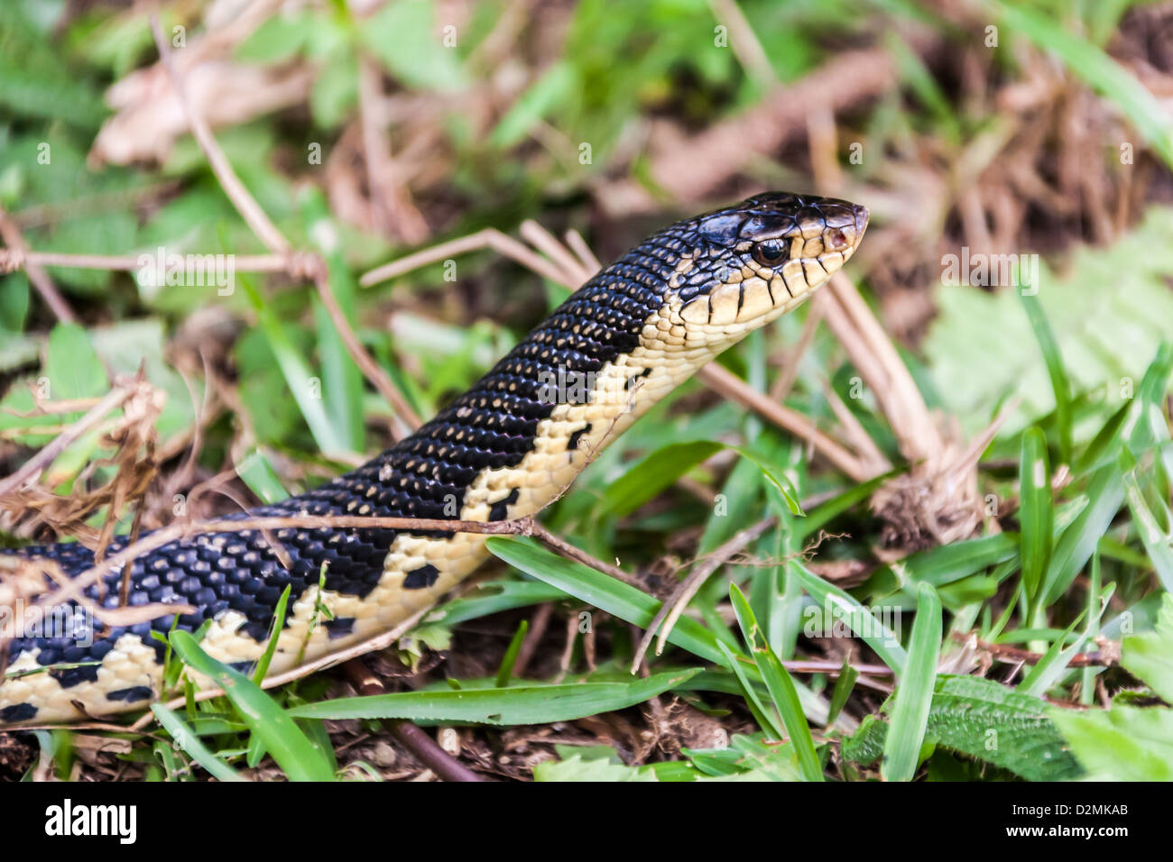 Leioheterodon Madagascariensis, Schlange von Madagaskar Stockfotografie