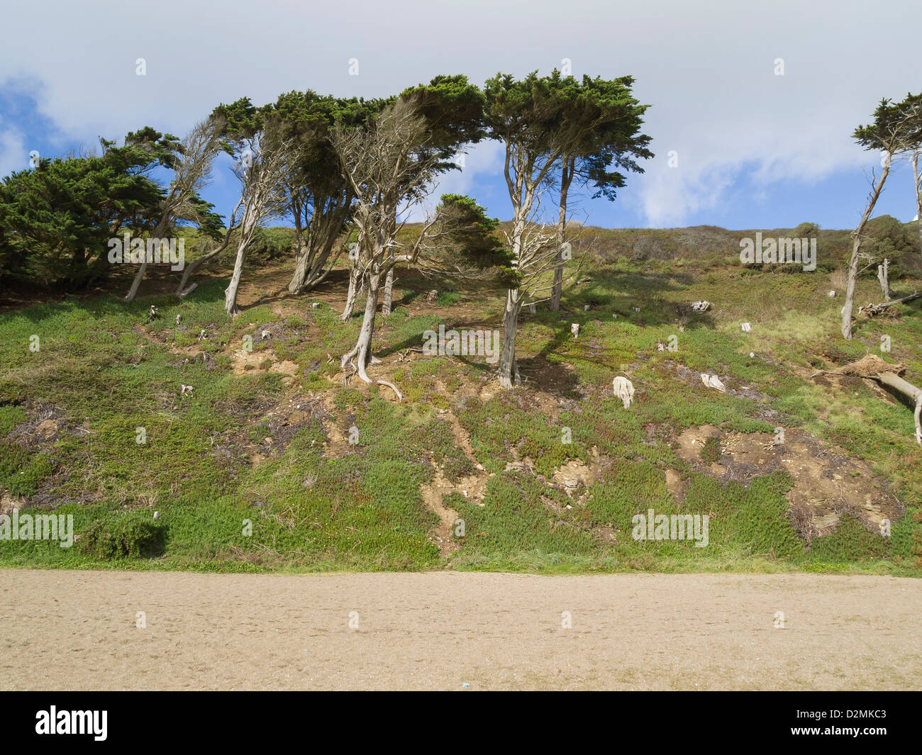 windgepeitschte Kiefern auf Hügel oberhalb von Strand Stockfoto