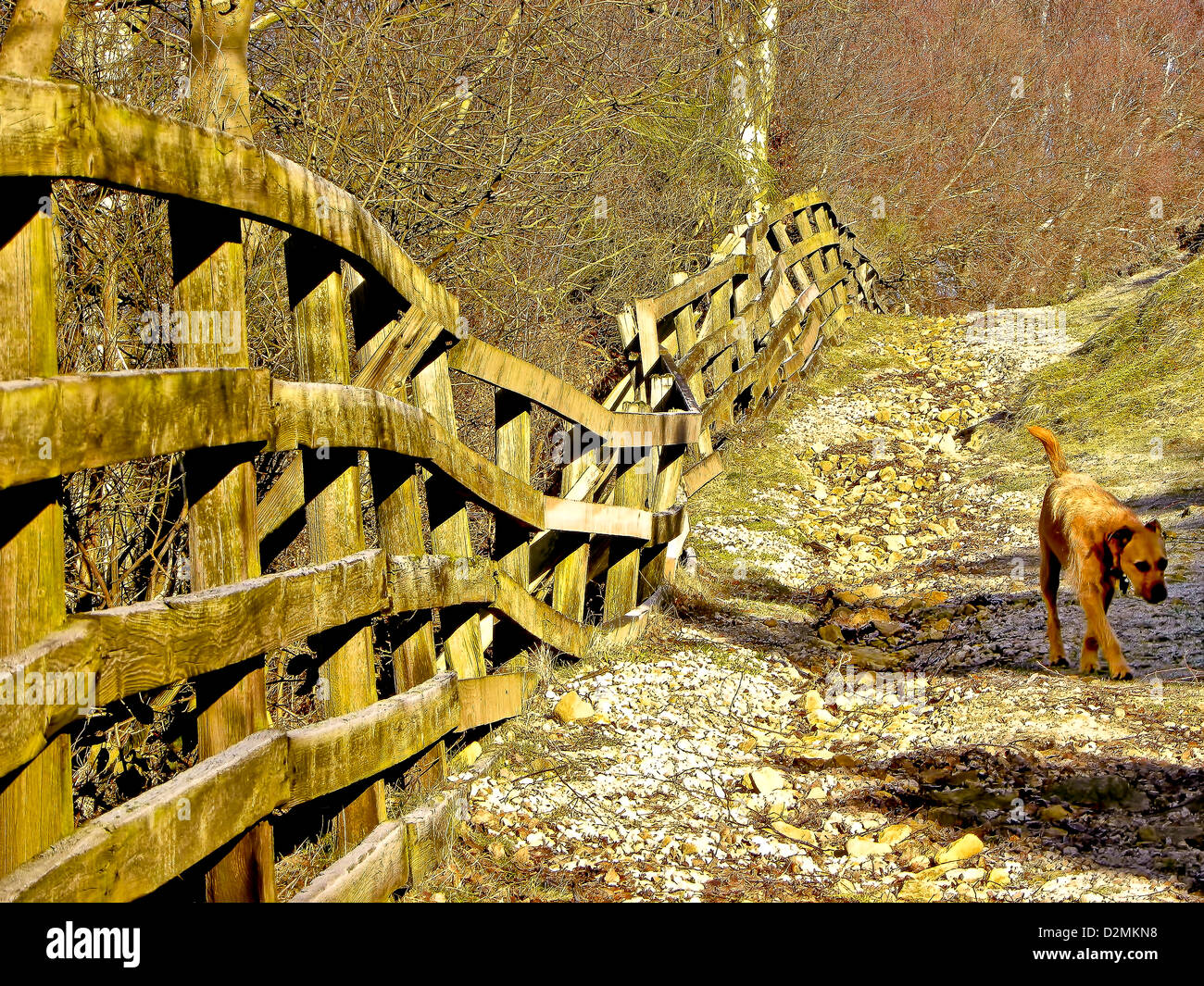 Terrier Hund auf Yorkshire Fußweg mit klapprigen Zaun, Goathland. Stockfoto