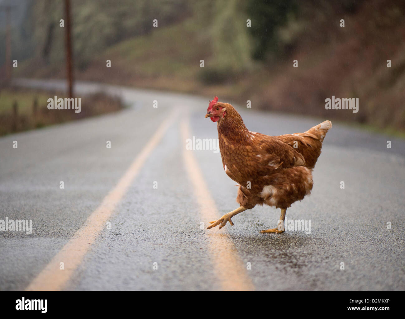 Roseburg, Oregon, USA. 28. Januar 2013.  Ein Freilandhuhn kreuzt einen ländlichen Kreisstraße an einem regnerischen Nachmittag in der Nähe von Roseburg. Das Huhn erschien für Regenwürmer auf der nassen Fahrbahn zu essen zu suchen. (Bild Kredit: Kredit: Robin Loznak/ZUMAPRESS.com/Alamy Live-Nachrichten) Stockfoto