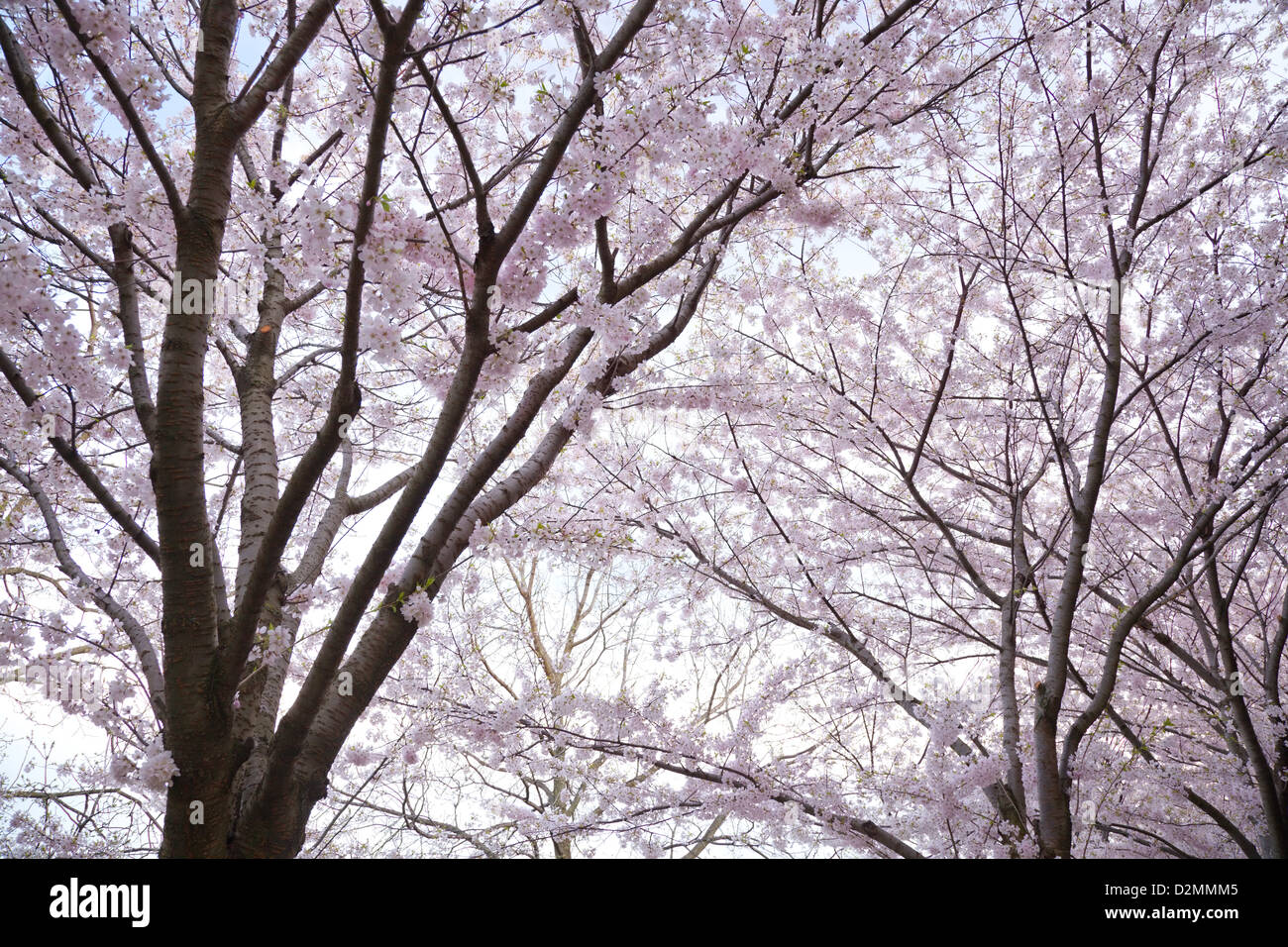 Blühende Kirschbäume in Ontario Kanada Stockfoto