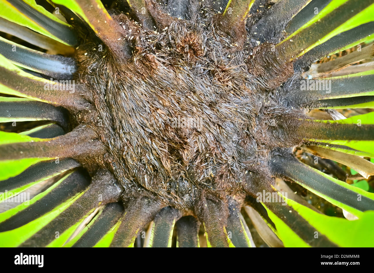 Vogel s Nest Farn Stockfoto