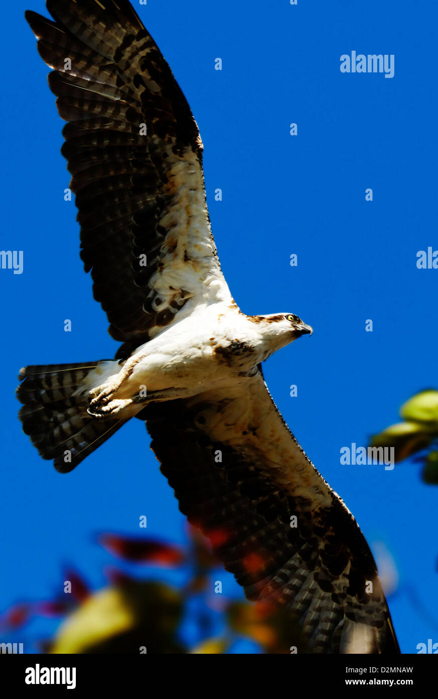Osprey-Overhead Stockfoto