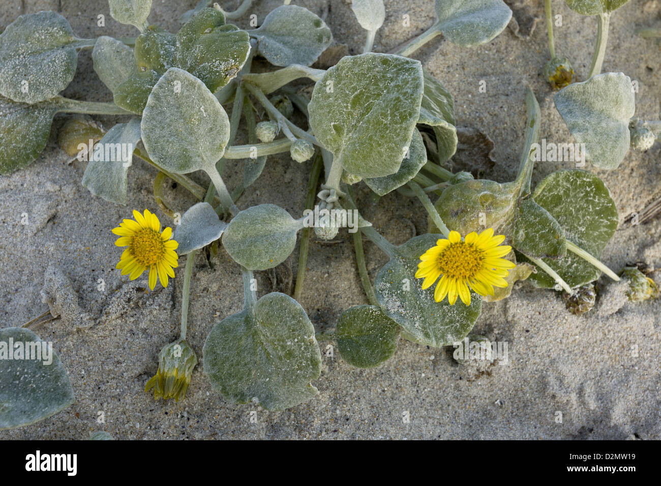 Strand-Gänseblümchen (Arctotheca Populifolia) in Blüte auf Dünen in Kapstadt, Südafrika Stockfoto