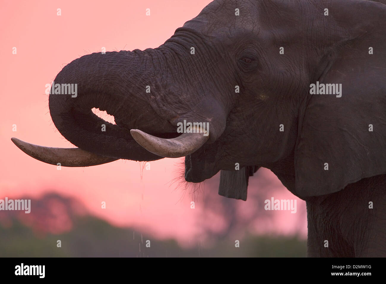 Afrikanischer Elefant bei Sonnenuntergang an einem Wasserloch, Nahaufnahme, Porträt, Savute, Savuti, Botswana, Chobe-Nationalpark Stockfoto