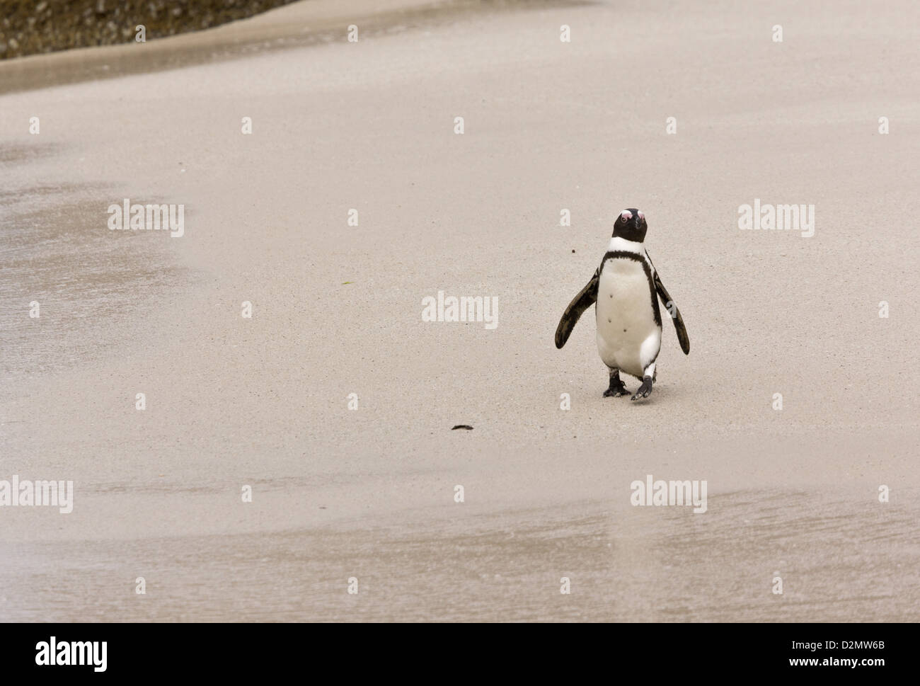 Afrikanische Pinguin (Spheniscus Demersus) am Boulders Bay, Cape Peninsula, Südafrika Stockfoto