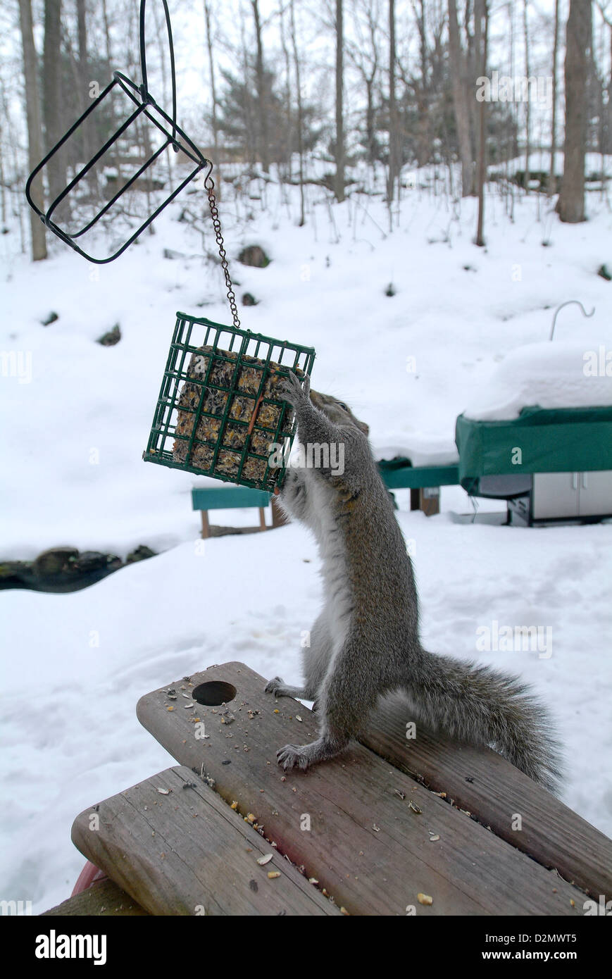 Eichhörnchen packte Bird Feeder. Stockfoto