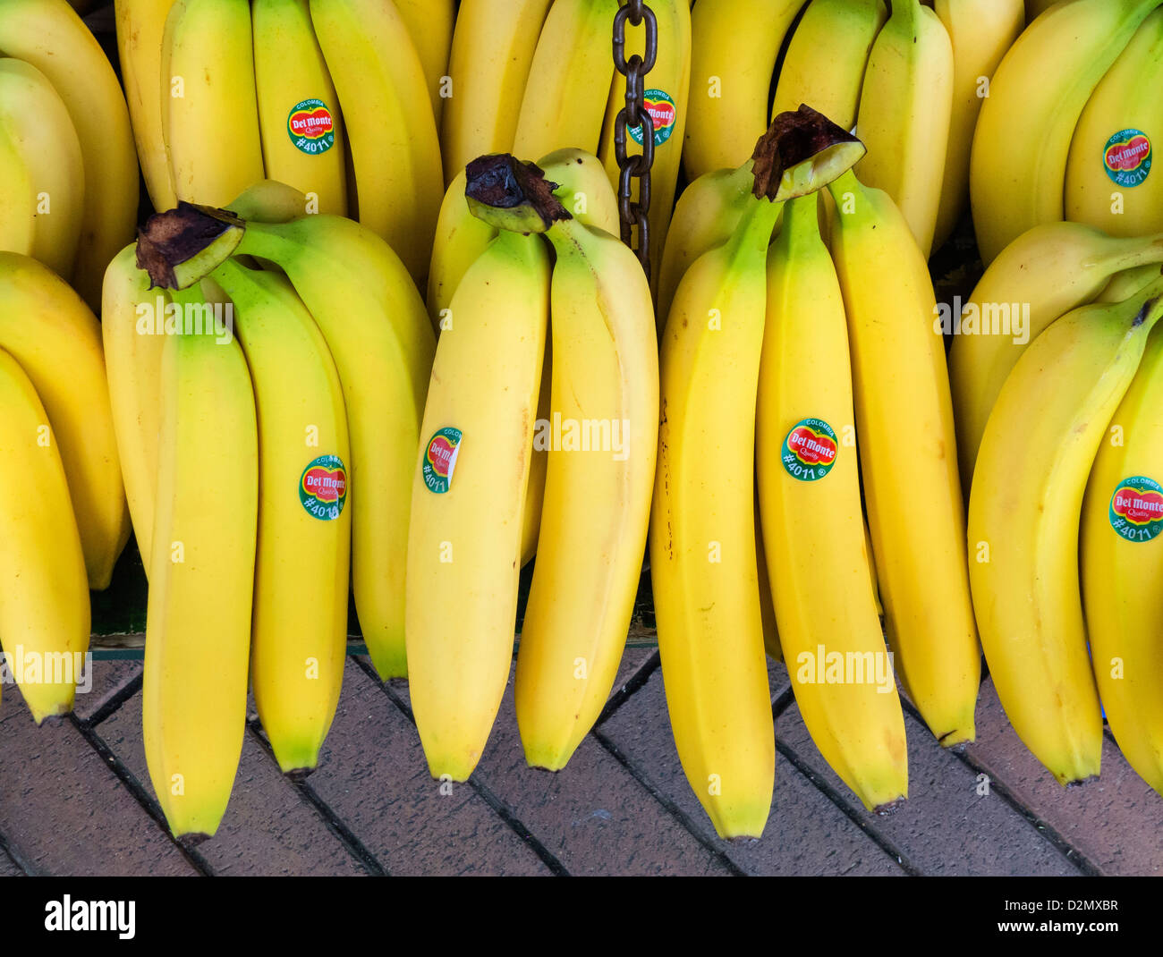 Bananen, hängende Anzeige in Marktstand, Bournemouth, Dorset, England, UK. Europa Stockfoto