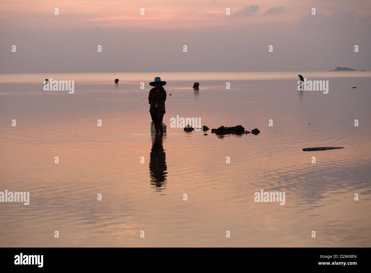 Clam Kommissionierung auf Insel Koh Phangan, Thailand Stockfoto