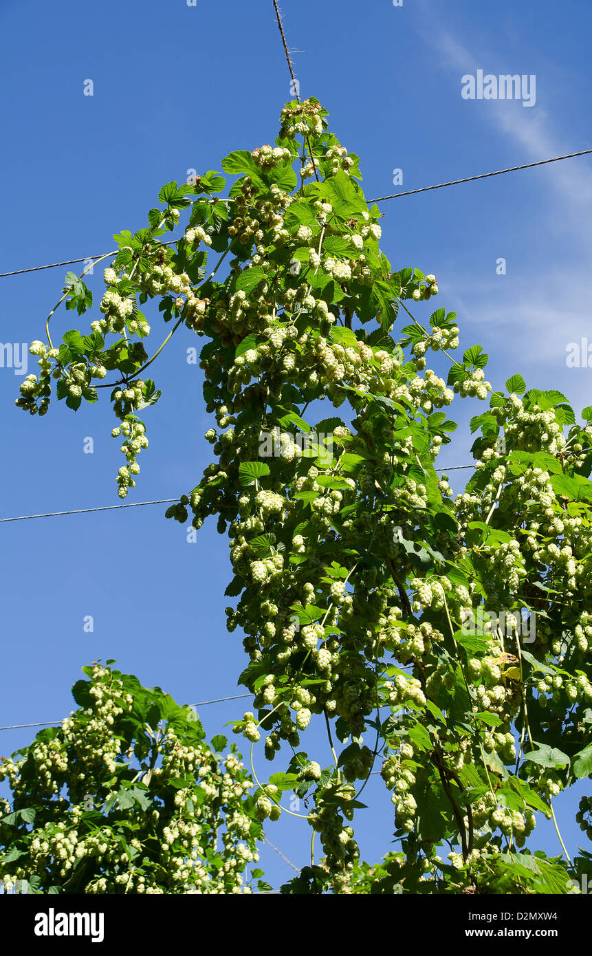 Hopfen Drahte In Einem Hop In Kent Garten Aufwachsen Stockfoto