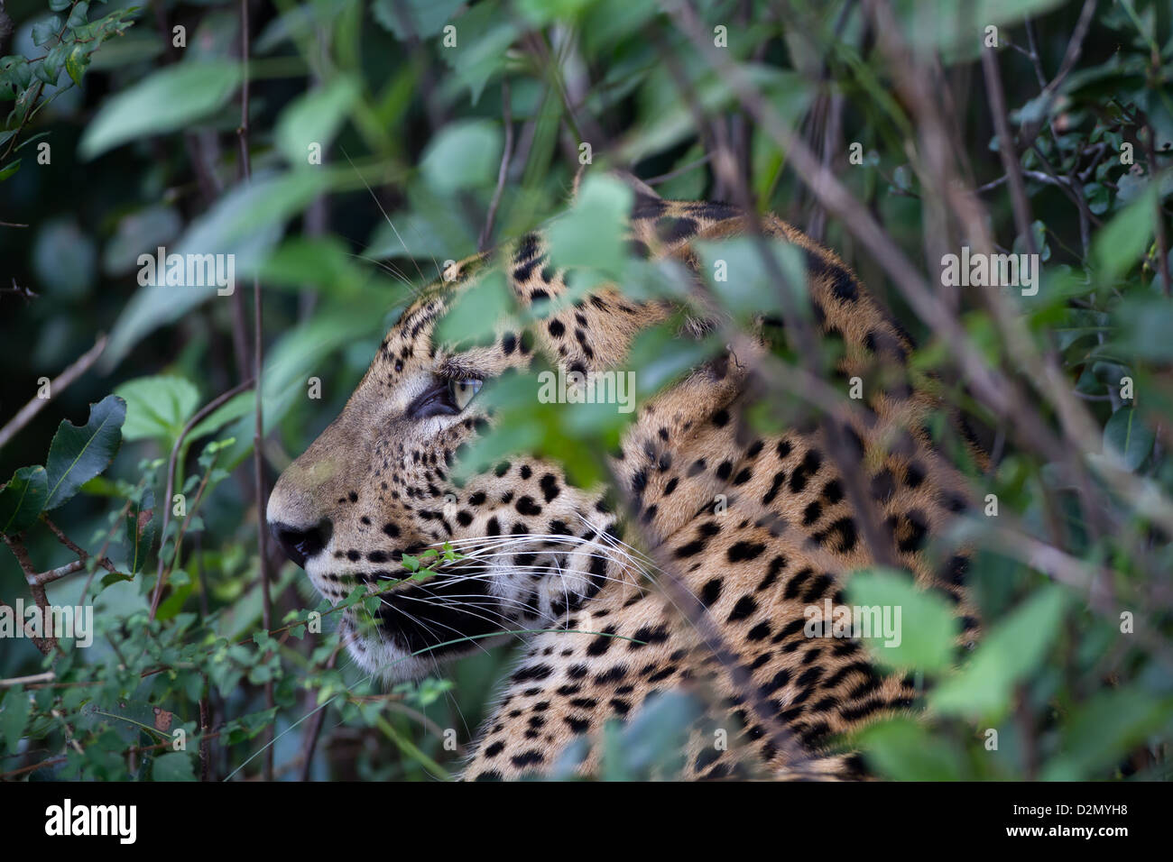 Sri Lanka Leoparden Panthera Pardus Kotiya bei lauert auf Beute versteckt im dichten Busch am Wilpattu NP, Sri Lanka. Stockfoto