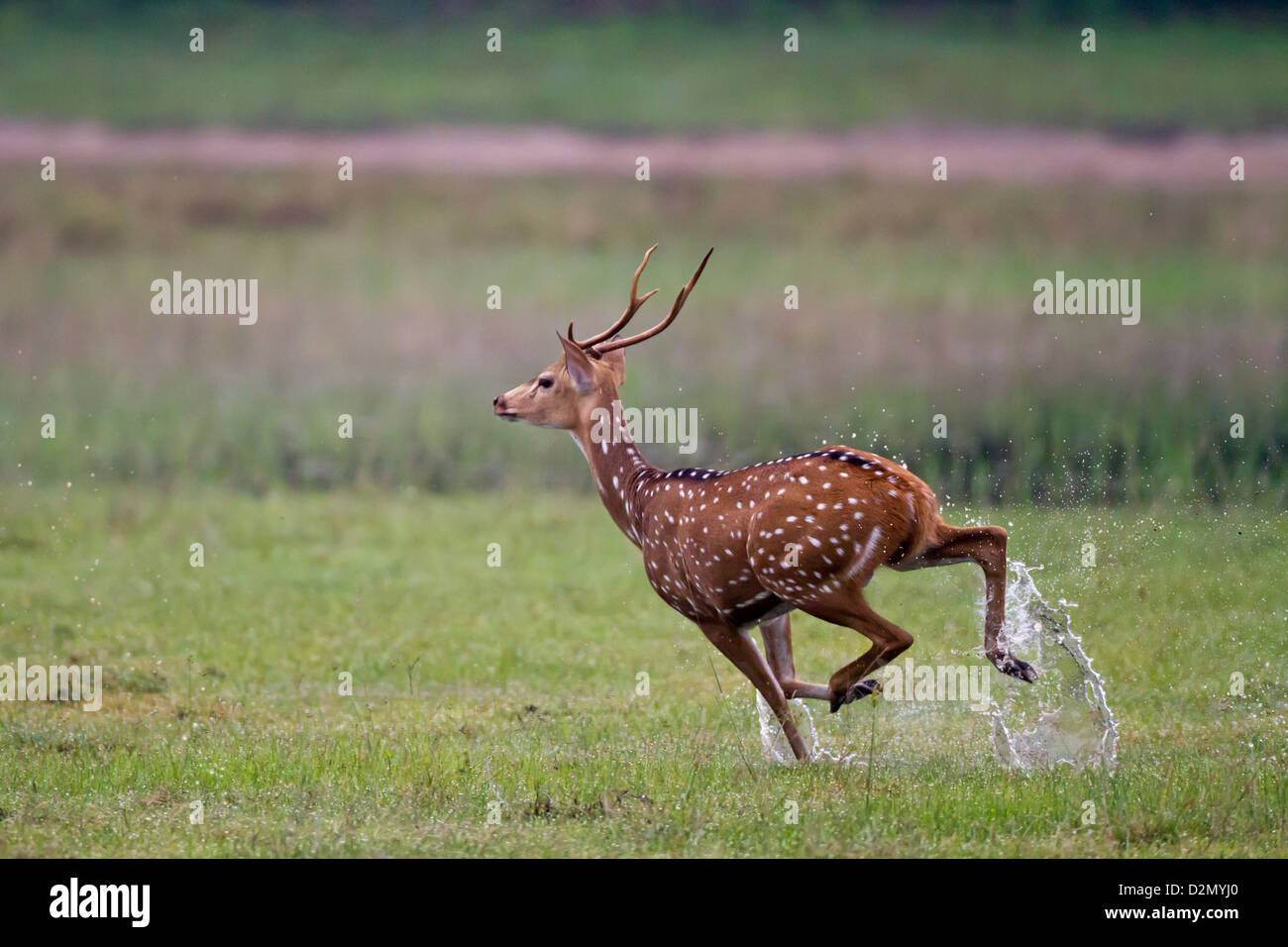 Chital (Spotted Hirsch) Achse Achse läuft durch ein Wasser angemeldet Grasfläche. Stockfoto