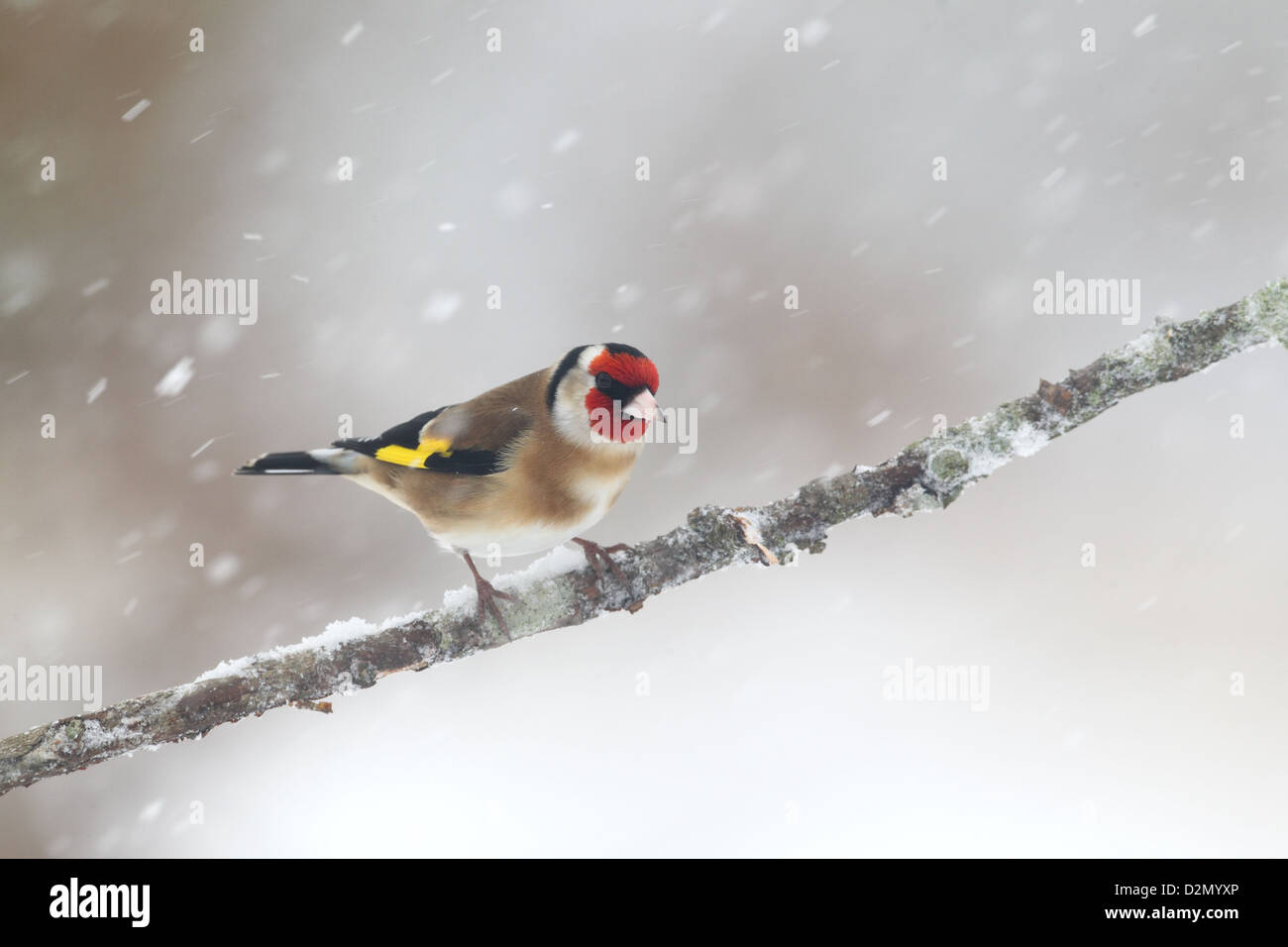 Stieglitz, Zuchtjahr Zuchtjahr, einziger Vogel auf Zweig, Warwickshire, Januar 2013 Stockfoto