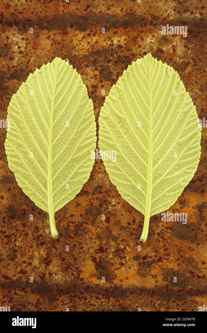Nahaufnahme von Rücken zwei blasse weiches Licht grün geäderten Frühling Mehlbeere oder Sorbus Aria-Baumes auf rostigen Blatt Blätter Stockfoto