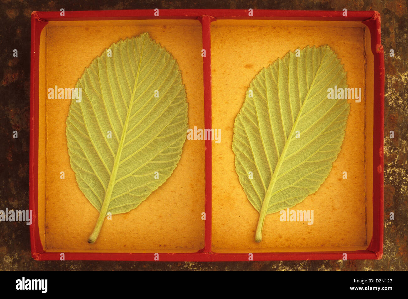 Nahaufnahme von Rücken zwei blasse weiches Licht verlässt grün geäderten Frühling Mehlbeere oder Sorbus Aria-Baums im Karteneinschub Stockfoto