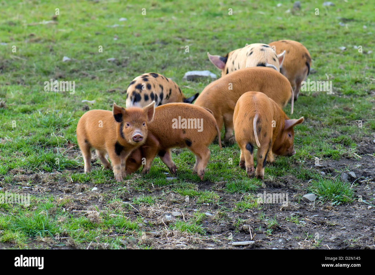 Gruppe der Kune Kune und Wildschweine kreuzen Ferkel Beweidung in Feld in Schottland Stockfoto