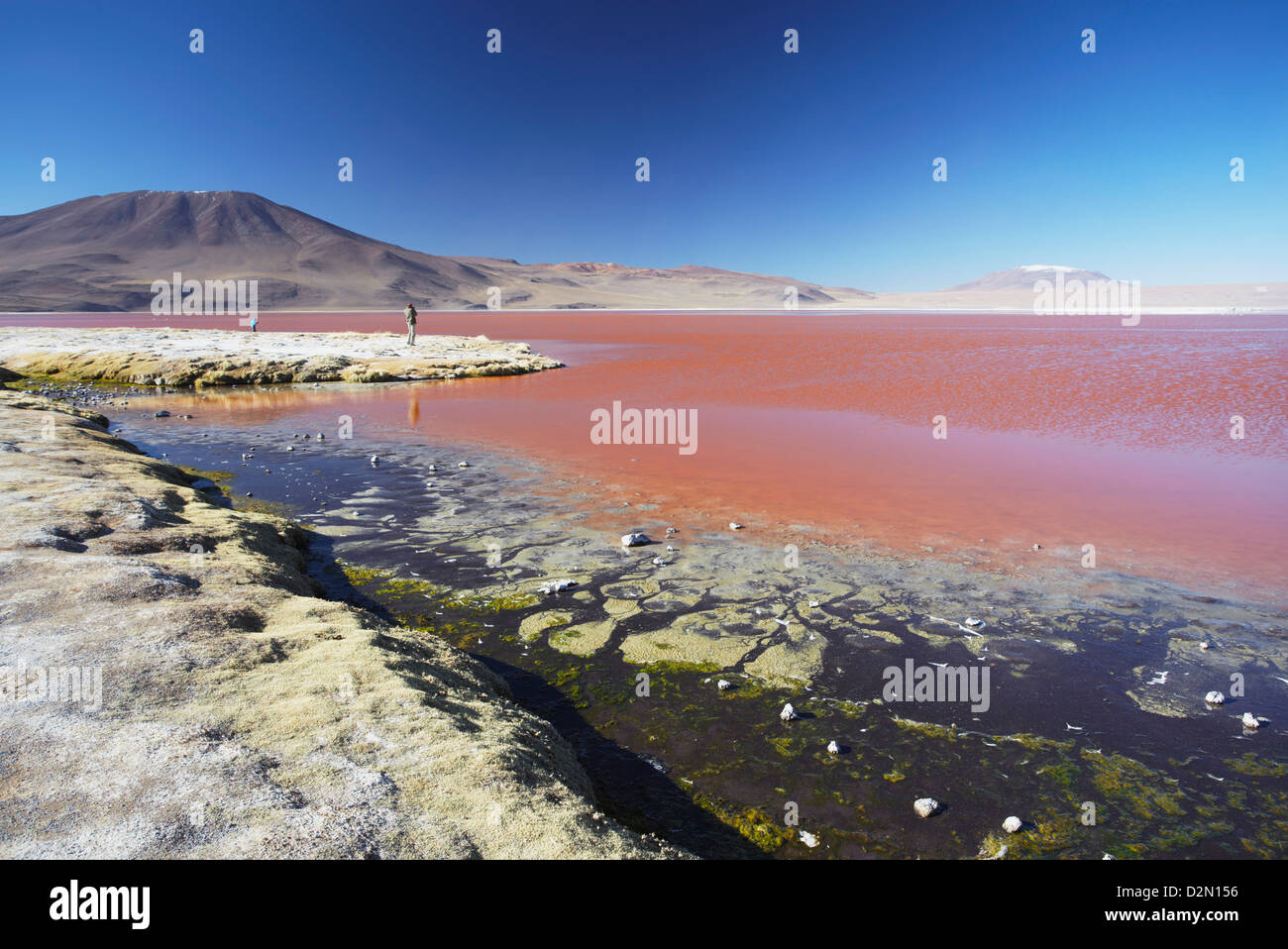 Laguna Colorada auf dem Altiplano, Abteilung Potosi, Bolivien, Südamerika Stockfoto