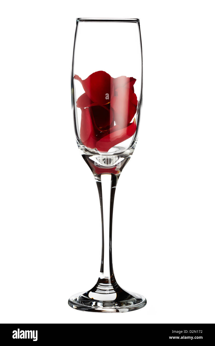 Rote Rosenblüten in Champagner Glas auf weißem Hintergrund Stockfoto
