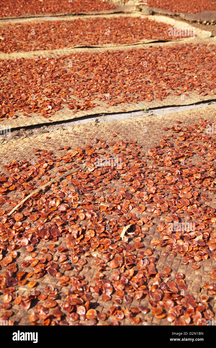 Betelnuss trocknen in der Sonne, Kampong Cham, Kambodscha, Indochina, Südostasien, Asien Stockfoto