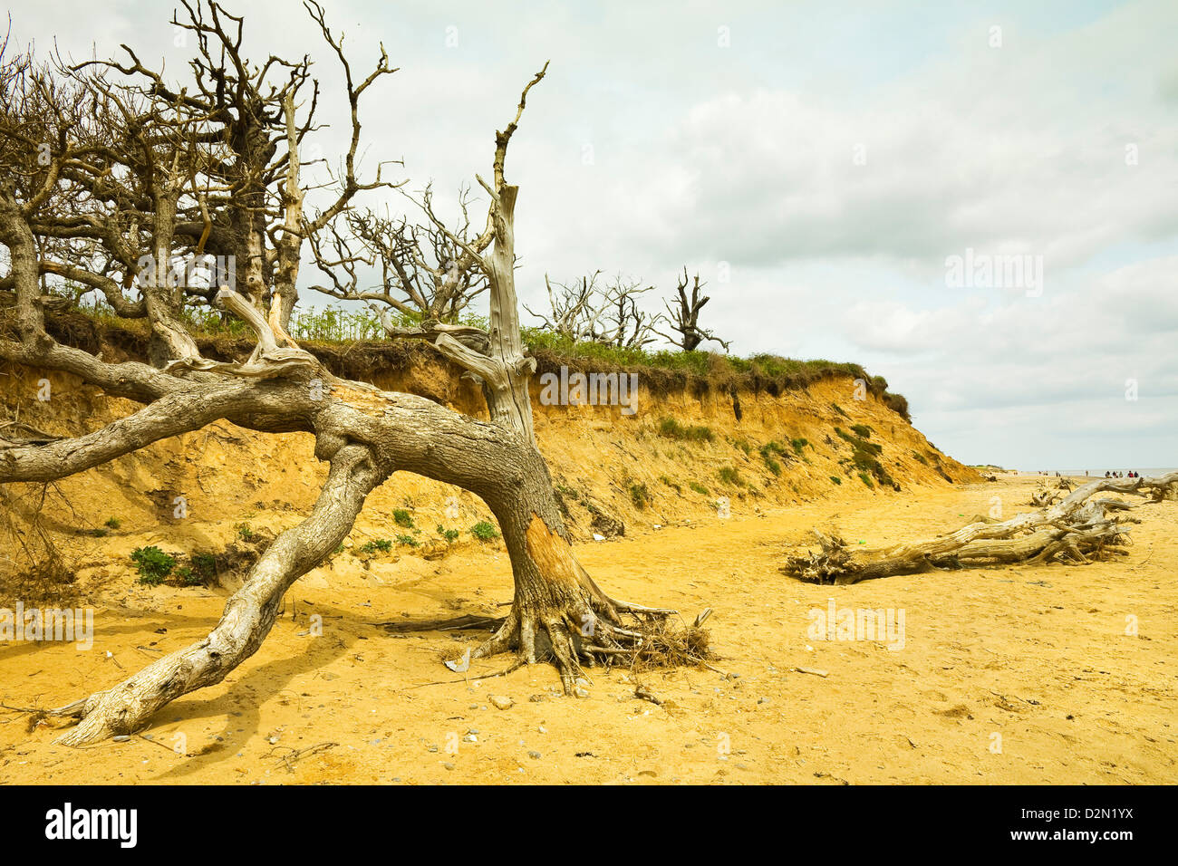 Quaternäre Eiszeit Sands an dieser Küste, die mehr als 500 m, seit the1830s, Covehithe, Suffolk, England, UK zurückgezogen hat Stockfoto