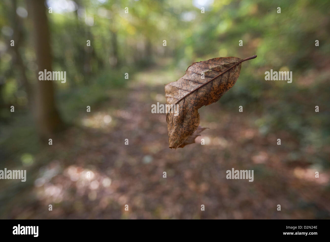 Herbst Blatt fliegen durch Wald, Herbst Blätter fallen vom Baum, Forest of Dean, UK. Stockfoto