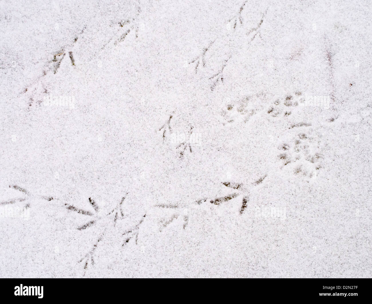 Vogel und graue Eichhörnchen Fußspuren im Schnee in einem Garten in Clitheroe, Lancashire, UK. Stockfoto