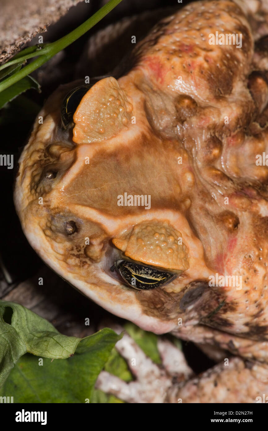 Riese neotropischen oder Marine Kröte Schädlingsbekämpfer Marina (ehemals Bufo Marinus). Dorsale Ansicht des Kopfes. Benannte Cane Toad in Australien. Stockfoto