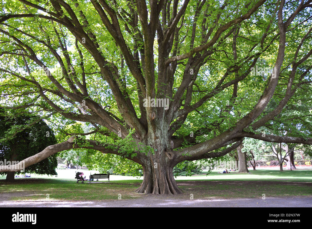 Alten majestätischen Baum in Christchurch botanischen Gärten - Neuseeland Stockfoto