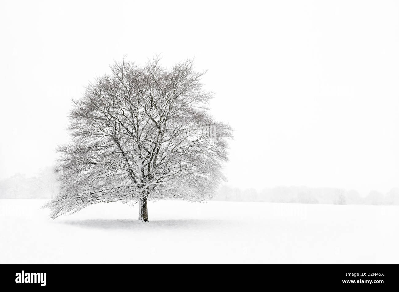 Ein einzelner Baum in einem Feld während eines Schneesturms. Stockfoto