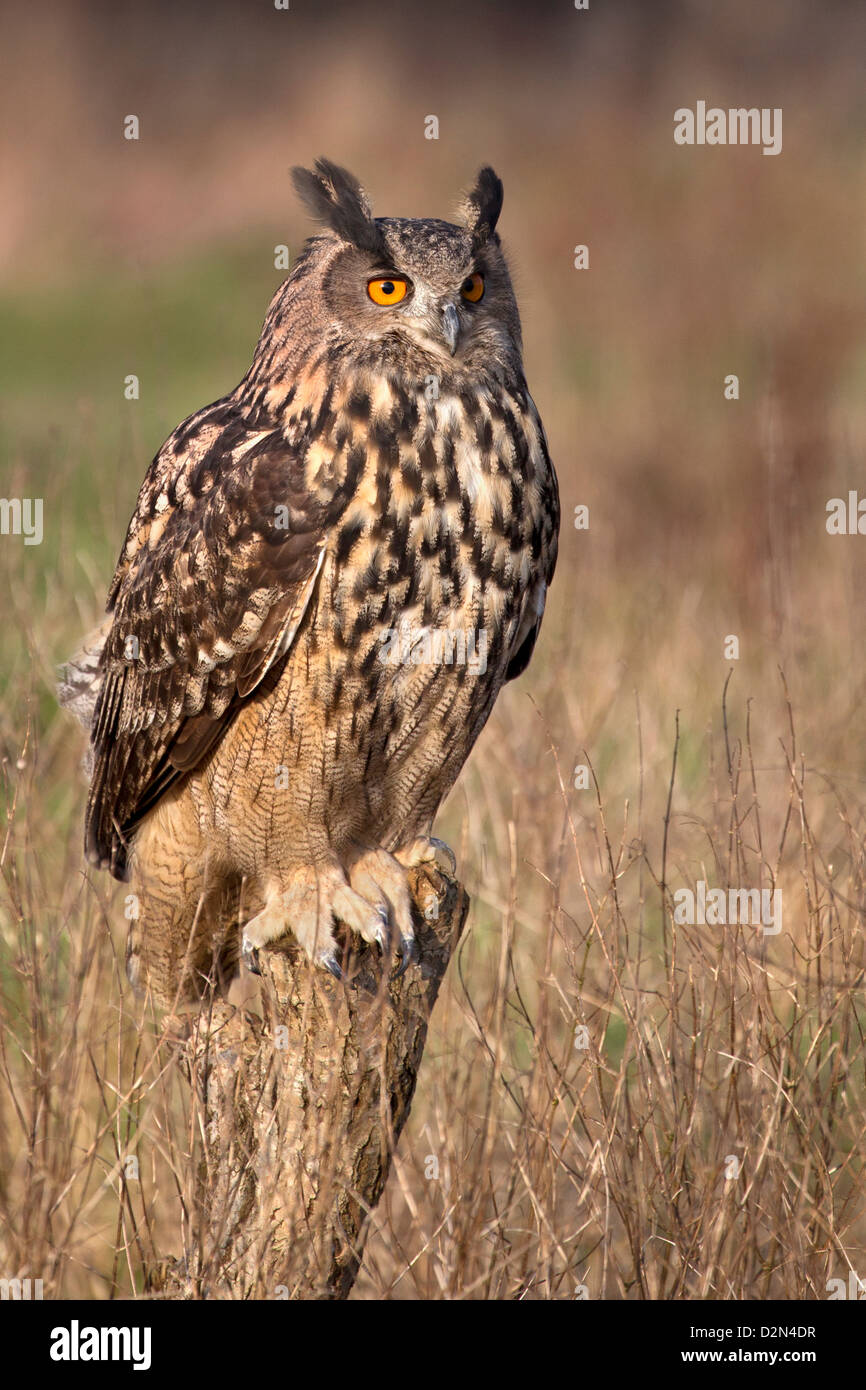 Porträt von einem europäischen Uhu Stockfoto