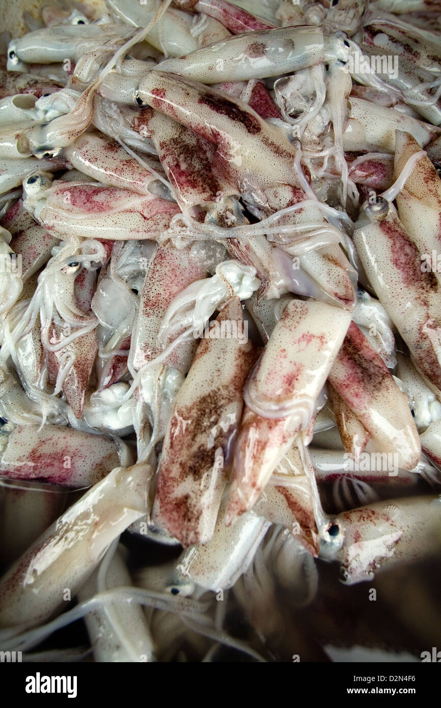Squid für Verkauf auf einem Markt in Thong Sala, Kho Phangan, Thailand Stockfoto