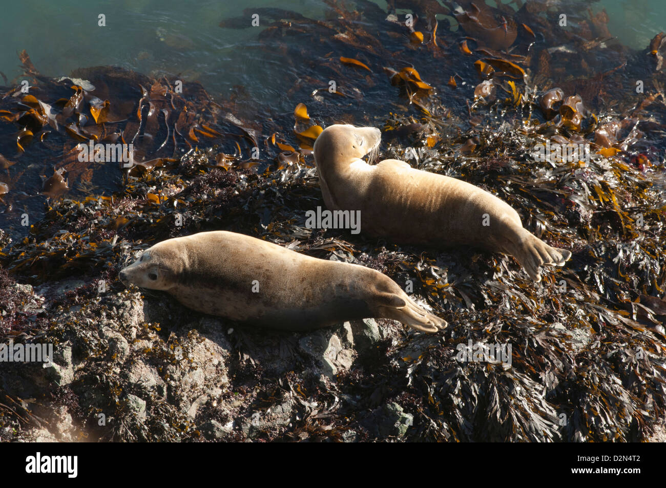 Atlantische Kegelrobben (Halichoerus Grypus) holte auf Felsen, Skomer Island, Pembrokeshire, Wales, Vereinigtes Königreich, Europa Stockfoto