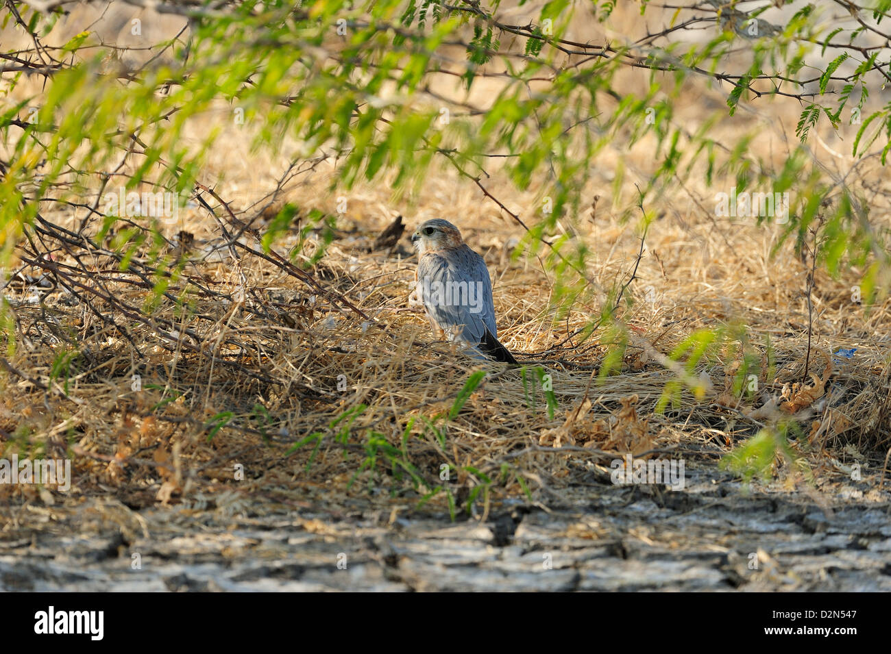 Merlin, eine vom Aussterben bedrohte Vogel im kleinen Rann Of Kutch, Gujarat, Indien, Asien Stockfoto