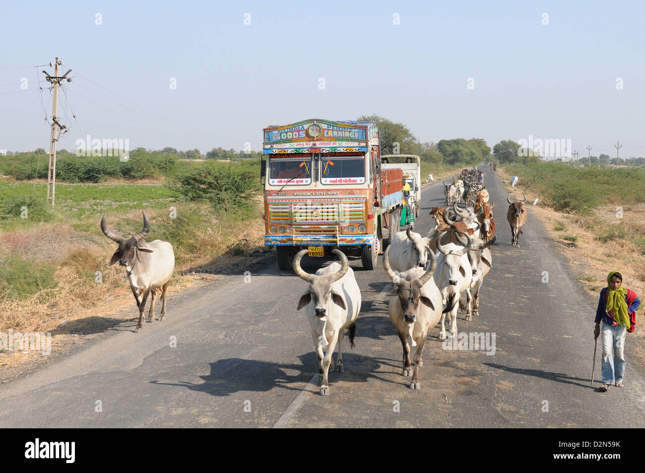 Kühe, die Sperrung der Autobahnanschluss Verkehr in Indien, Gujarat, Indien, Asien Stockfoto