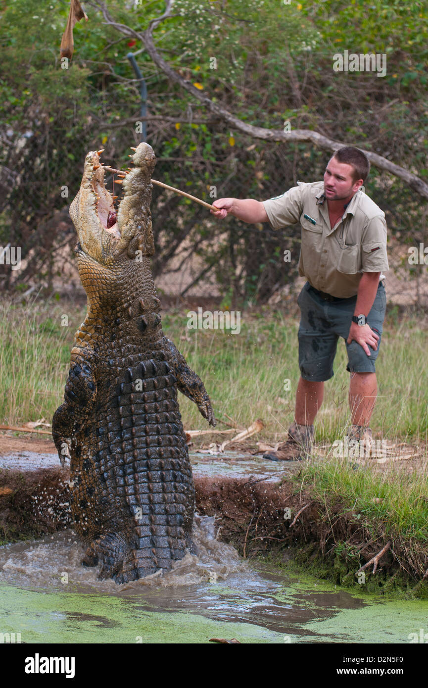 Salzwasser-Krokodil (Crocodylus Porosus) Fütterung im Heiligtum von Townsville, Queensland, Australien, Pazifik Stockfoto