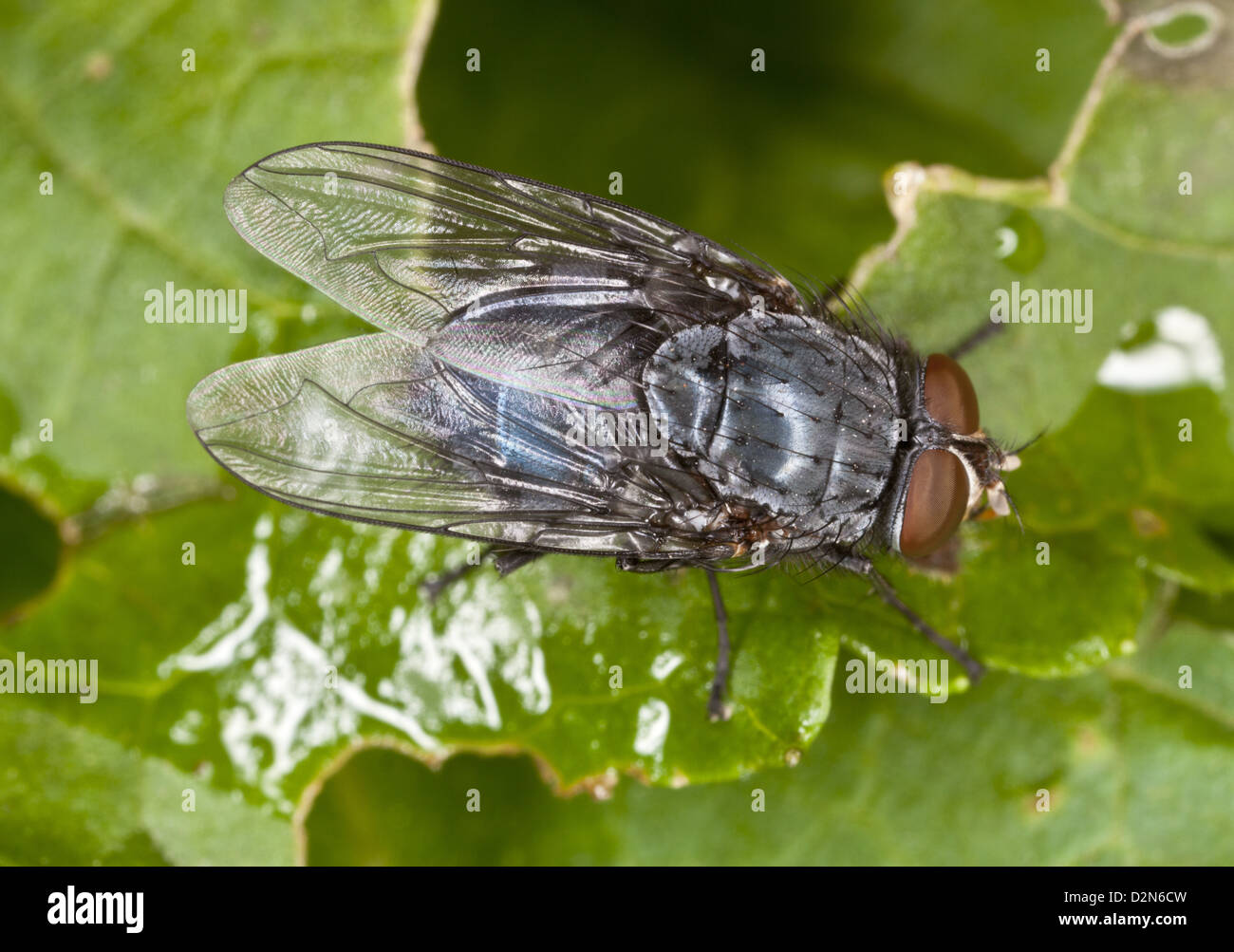 Städtische Zusammenarbeit Schmeißfliege (Hexamerinaufnahme eingespieltes) im Herbst, Blatt, Dorset, England, UK eine der wichtigsten forensische Entomolgy Arten. Stockfoto