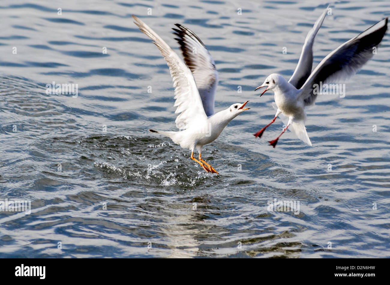 Möwen über Fische im Meer Wasser Streit Stockfoto