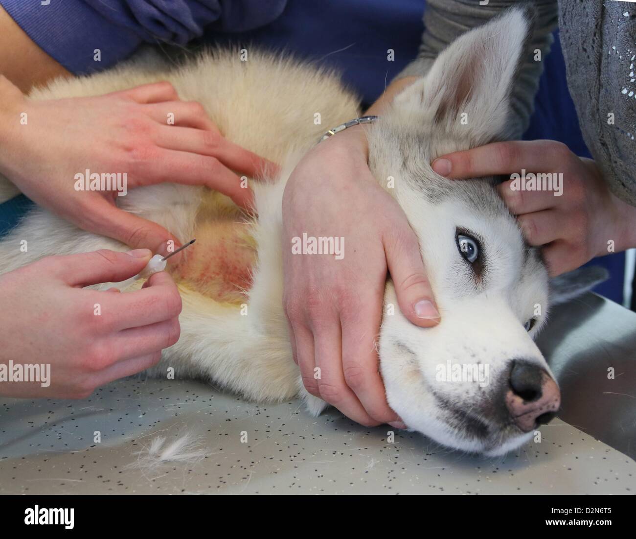 Husky Sirius liegt auf einer Bahre, wie Blut von ihm bei der Haustier-Klinik in Berlin, Deutschland, 14. Januar 2013 aufgenommen wird. Die kleine Snimal Klinik der Freien Universität Berlin war der erste Träger bietet eine Blutbank für Hunde und Katzen im Jahr 1996. Foto: Stephanie Pilick Stockfoto