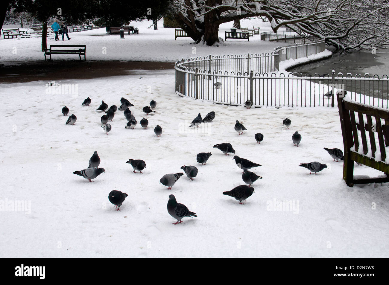 Verwilderte Tauben in Jephson Gärten im Winter, Leamington Spa UK Stockfoto