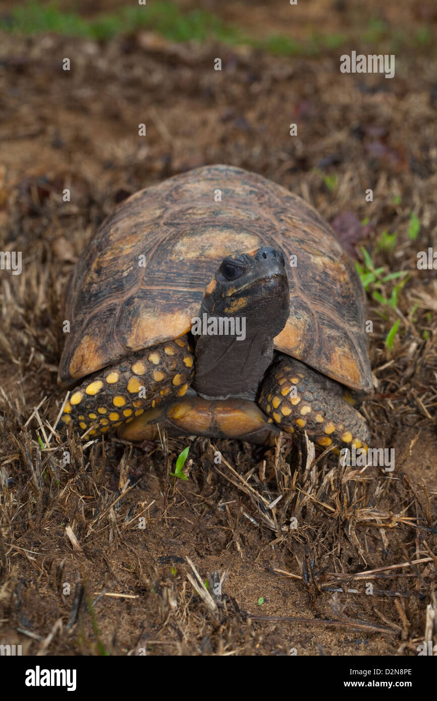 Gelb-footed Schildkröte (Chelonoidis Verbreitungsgebiet). Männlichen Erwachsenen. Wilde Schildkröte im Wald gefunden. Nappi. Guyana. Stockfoto