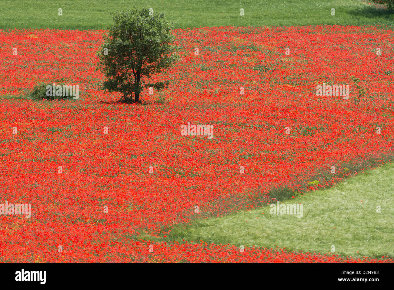 Baum in einem Weizenfeld fallenden roten Mohnblumen (Papaver Rhoeas) im Frühjahr, Spanien Stockfoto