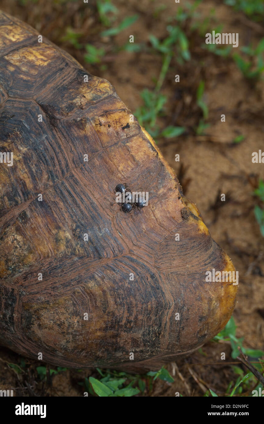 Äußere Parasiten Carapax zwischen Scutes auf einem südamerikanischen gelbe leichtfüßig Schildkröte Chelonoides Verbreitungsgebiet befestigt Zecken Stockfoto