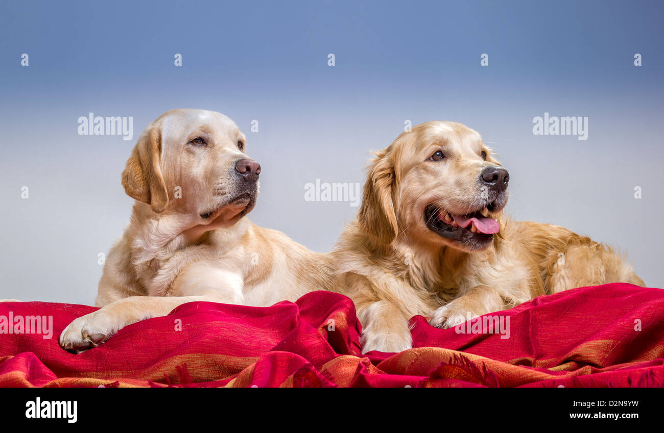 Porträt eines Golden Retriever und gelbe Labrador Retriever liegend. Junge Hunde in der Ausbildung. Stockfoto